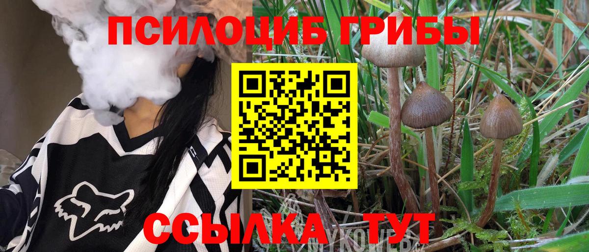 Камень-на-Оби  хочу   Вход с VPN  Галлюциногенные грибы Cubensis  Галлюциногенные грибы мицелий 